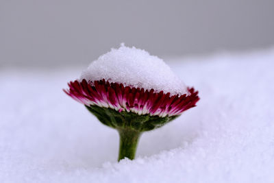 Close-up of flower