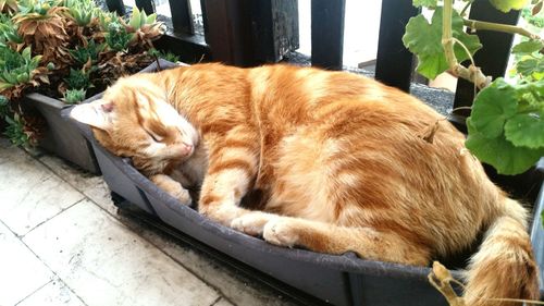 Cat sleeping on couch