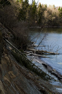 Scenic view of river in forest