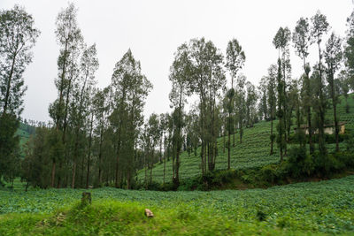 Trees on field against sky