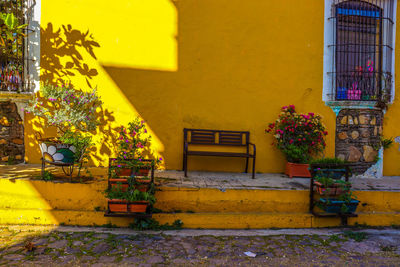 Potted plant outside building