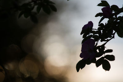 Low angle view of flower tree against sky