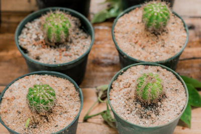 High angle view of potted plants on table