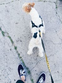 Low section of man with dog on street