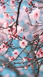 Low angle view of cherry blossoms in spring