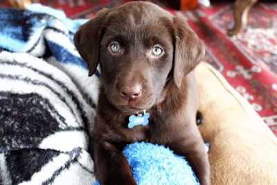 Close-up portrait of puppy