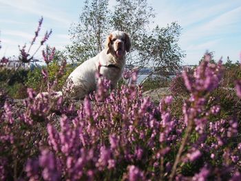 Dog with flowers in foreground