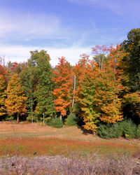 Scenic view of trees by street against sky during autumn