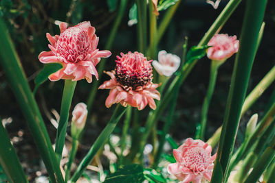 Close-up of pink flowering plant