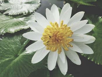 Close-up of yellow flower blooming outdoors