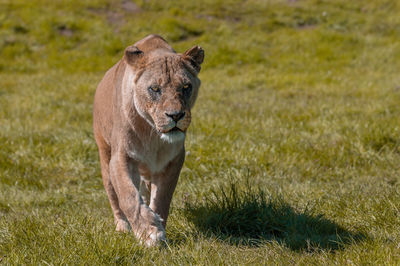 Lioness, panthera leo walking in the wilderness towards the point of camera view.