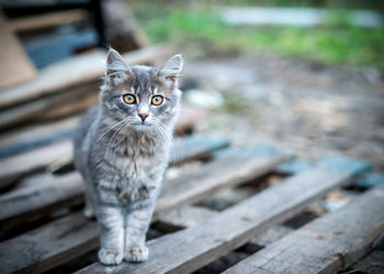 Portrait of cat standing outdoors