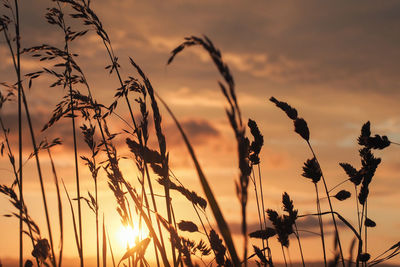 Close-up of silhouette plants against sunset sky