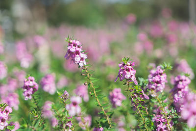 Close-up of purple flowering plant on field