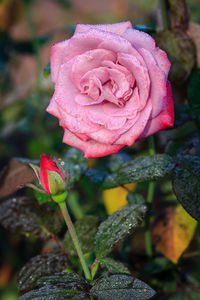 Close-up of pink rose