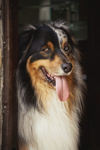 Close-up of dog looking away