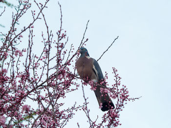 Low angle view of bird perching on cherry tree against sky
