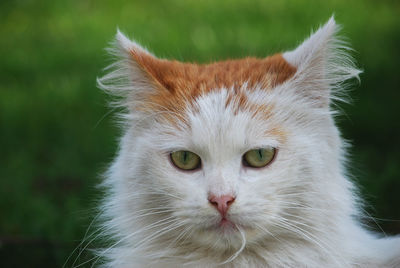 Close-up portrait of a cat