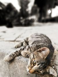 Close-up of a cat