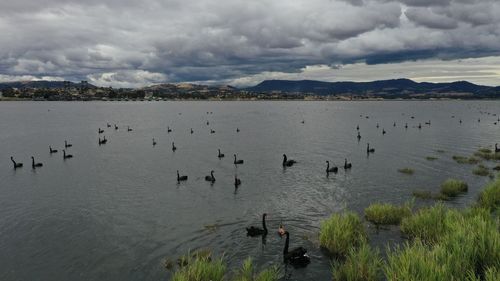 Black swans, river derwent, tasmania