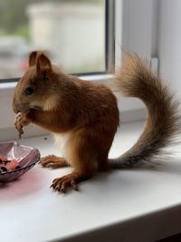 Close-up of a eating food