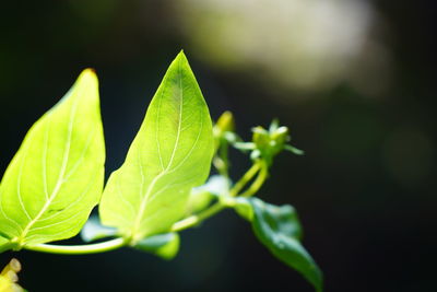 Close-up of green leaves