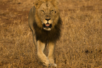 Portrait of a male lion in the bush