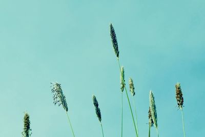 Low angle view of stalks against blue sky