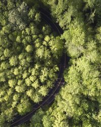 Directly above shot of curvy road amidst trees