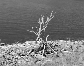 High angle view of tree on beach