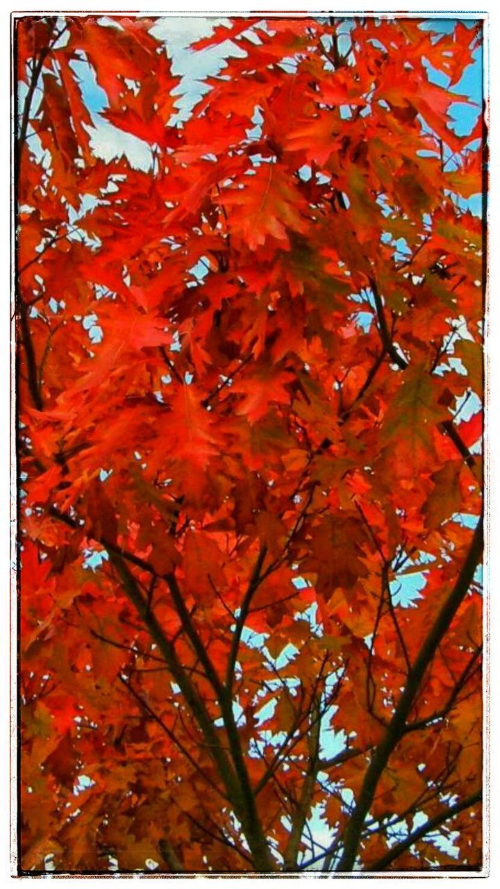 autumn, tree, change, plant, red, branch, orange color, leaf, plant part, nature, maple leaf, maple tree, no people, day, beauty in nature, close-up, low angle view, outdoors, growth, auto post production filter, leaves, natural condition