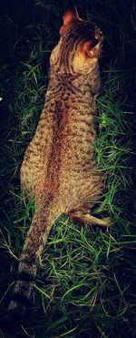 High angle view of cat on field