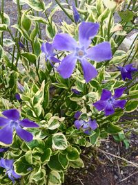 Close-up of purple flowers