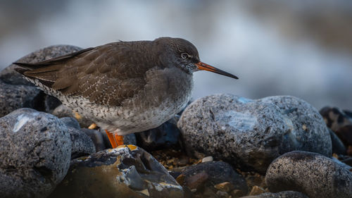 Close-up of bird perching on rock