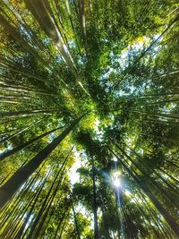 Low angle view of bamboo trees in forest