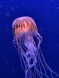 Close-up of jellyfish swimming in sea