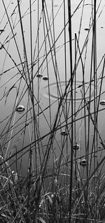 Close-up of dry plants on field against sky