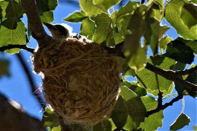 Low angle view of bird perching on tree against sky