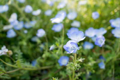 Close-up of purple flowering plant