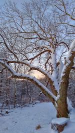 Bare tree on snow covered landscape