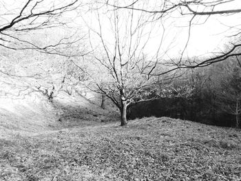 Bare trees on landscape