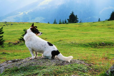 View of a sheep on field