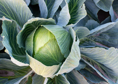 Cabbage field in the cabbage growing