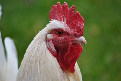 Close-up of rooster