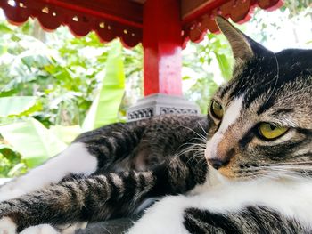 Close-up portrait of a cat resting