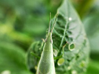 Close-up of fresh green plant