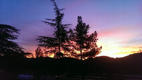 Silhouette of trees at sunset