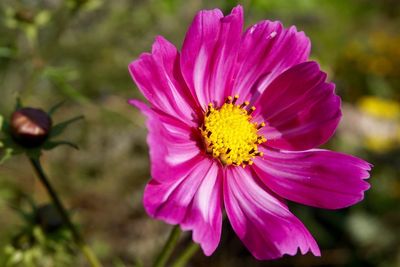 Close-up of pink flower blooming outdoors