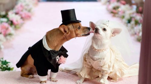 Close-up of dogs in bride and groom on pink textile