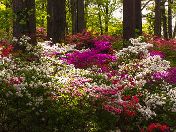 Pink flowers blooming on tree